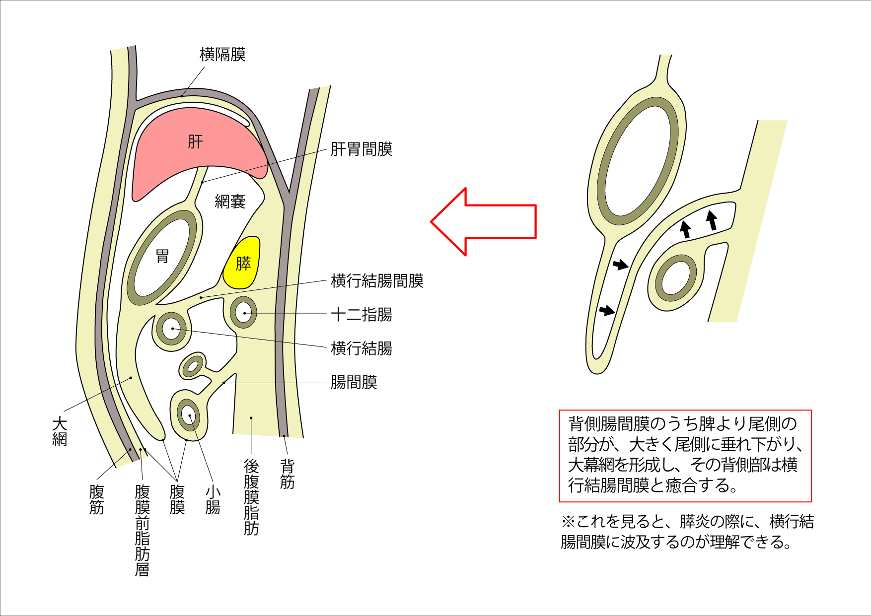 後腹膜臓器